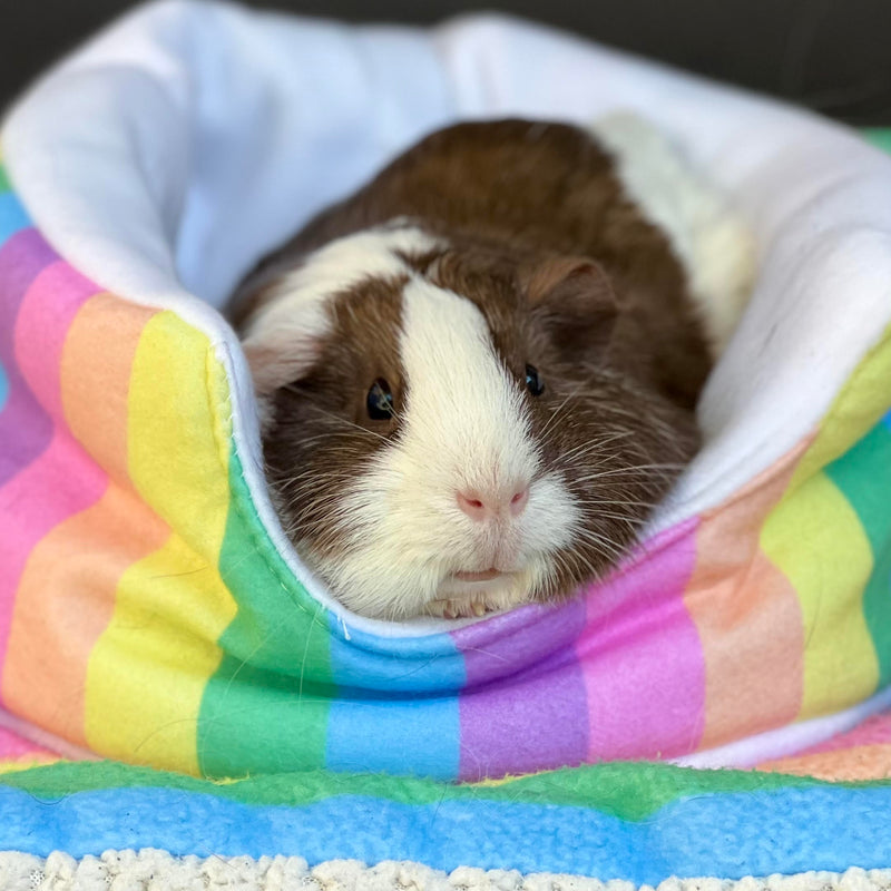 brown and white guinea pig using a rainbow fleece sofa cuddle cup bed accessory from kavee